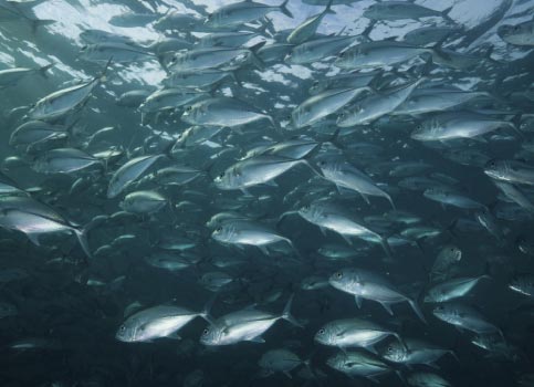 POR QUE RAZÃO É O PEIXE TÃO IMPORTANTE NA NOSSA DIETA?