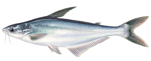 Pangasius
